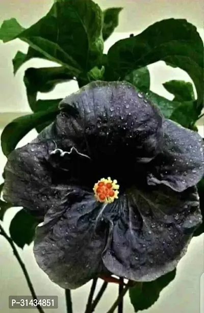 Natural Hibiscus Plant-thumb2