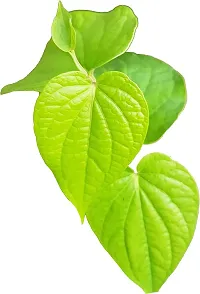 Natural Betel Leaf Plant-thumb2