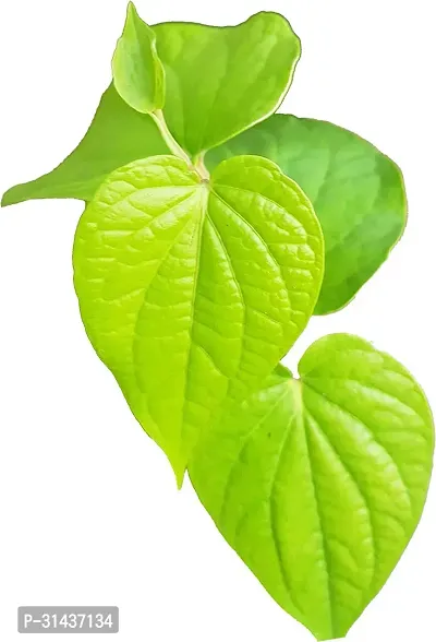 Natural Betel Leaf Plant-thumb3