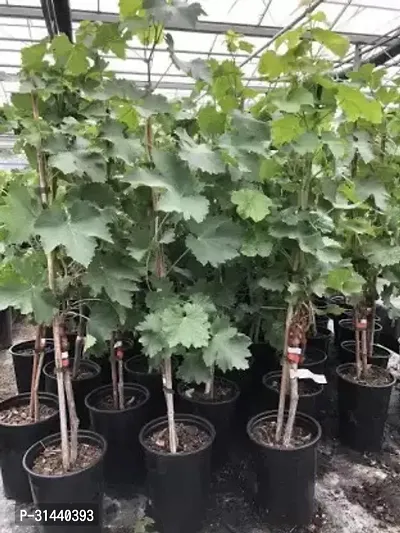 Natural Grapes Plant-thumb2