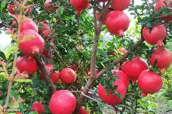 Natural Pomegranate Plant-thumb0