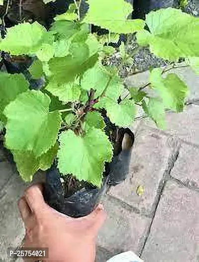 Grape Plant-thumb3