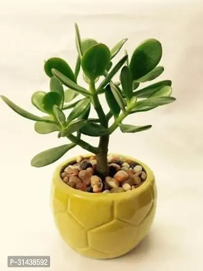 Natural Crassula Bonsai Plant-thumb0