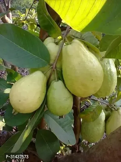 Natural Guava Plant