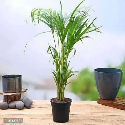 Natural Areca Plam Plant-thumb0