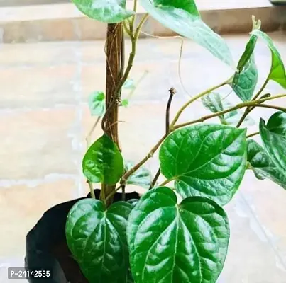 Betel Leaf Plant-thumb2