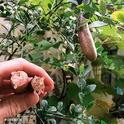 Natural Lemon Plant