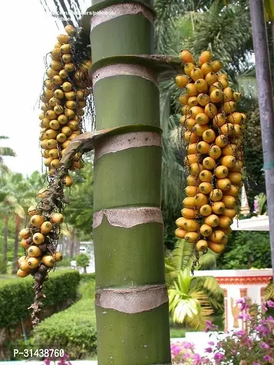 Natural Betel Nut/Supari Plant-thumb0