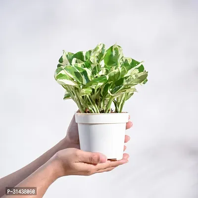 Natural Money Plant-thumb3