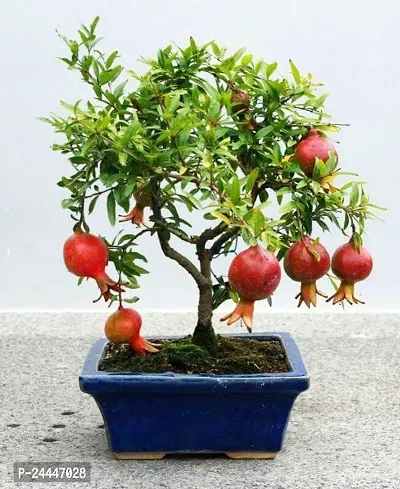 Natural Pomegranate Plant-thumb0