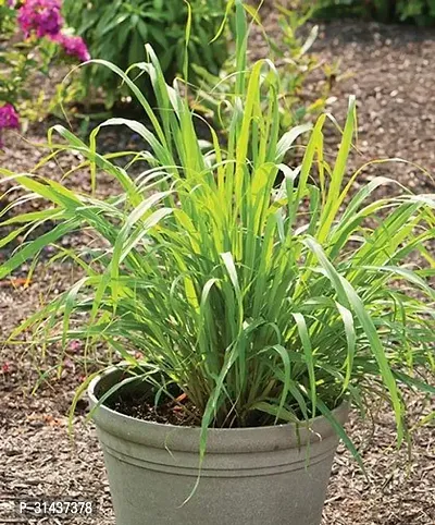 Natural Lemon Grass Plant-thumb0