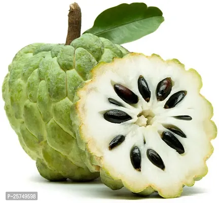 Custard Apple Plant-thumb2