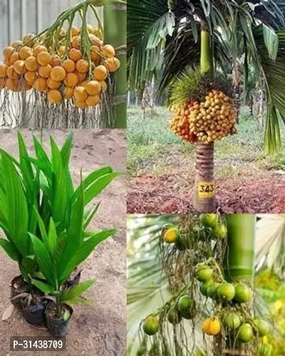 Natural Betel Nut/Supari Plant-thumb0