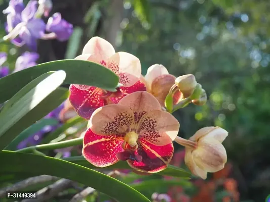 Natural Orchid Plant