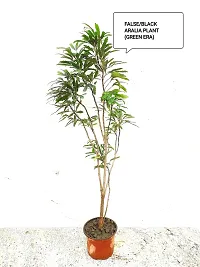 Aralia Plant-thumb2