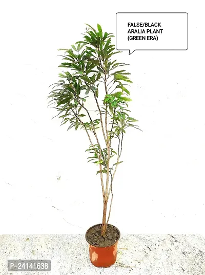 Aralia Plant-thumb3