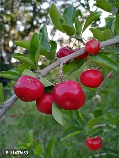 Natural Cherry Fruit Plant-thumb0