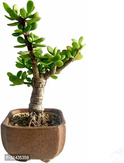 Natural Jade Plant