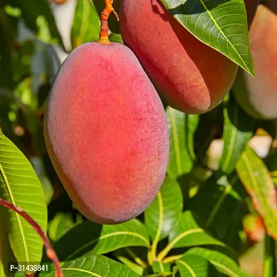 Natural Mango Plant-thumb0