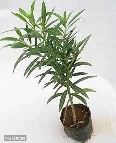 Natural Kaner Plant