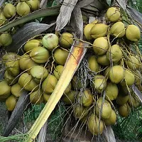 Natural Coconut Plant-thumb4