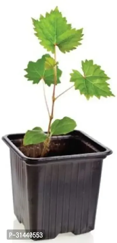 Natural Grapes Plant-thumb3