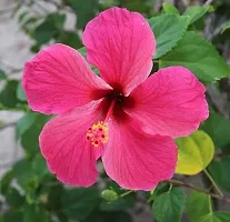 Natural Hibiscus Plant With Pot-thumb1