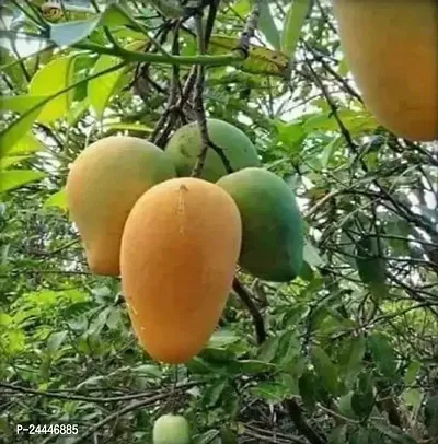 Natural Mango Plant