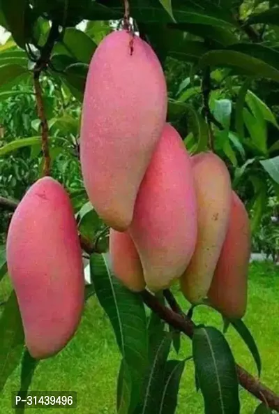 Natural Mango Plant-thumb0