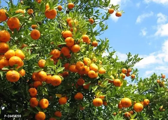 Natural Orange Plant-thumb3