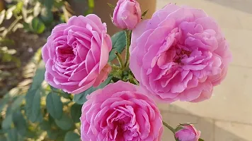 Natural Rose Plant-thumb1