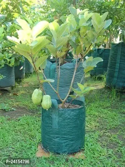 Guava Plant