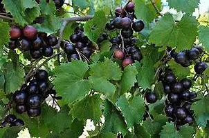 Grapes Plant-thumb1