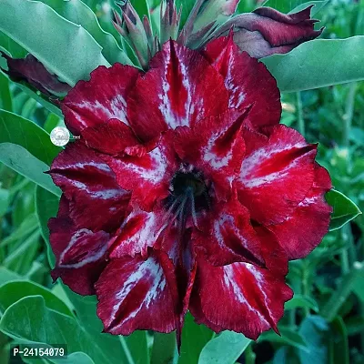 Adenium Plant