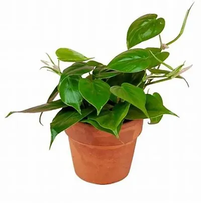 New Arrival Plant & Planters 