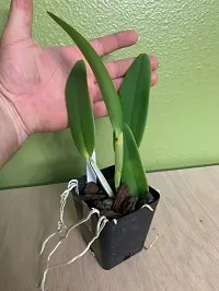 Natural Orchid Plant-thumb3