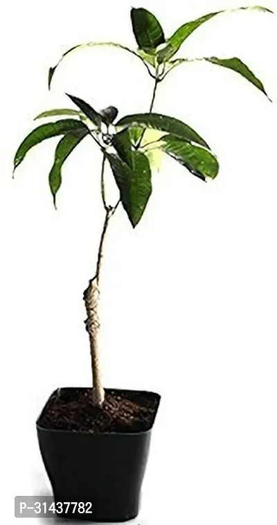 Natural Mango Plant-thumb0