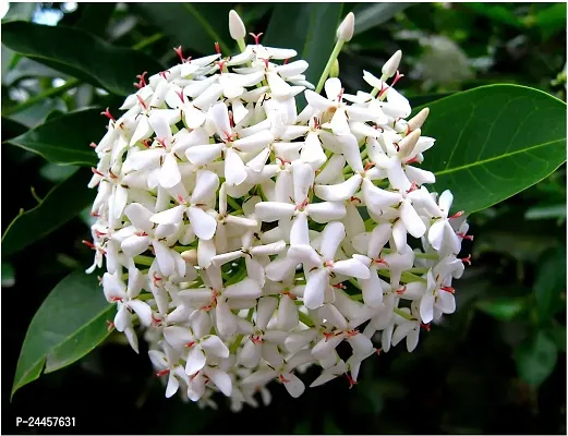 Natural Ixora Mini Pink Flowering Plant-thumb0