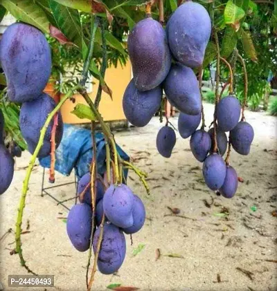 Natural Mango Plant