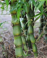 Natural Lotus Plant-thumb1