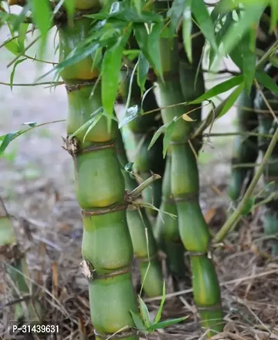 Natural Lotus Plant-thumb2