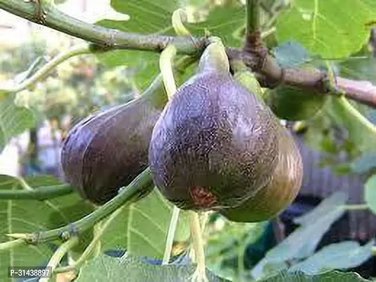 Natural Ficus Plant