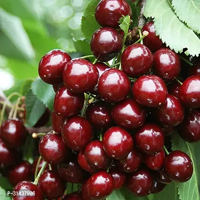 Natural Cherry Fruit Plant