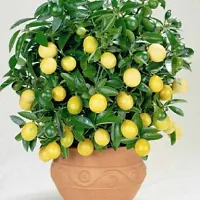 Natural Lemon Plant-thumb1