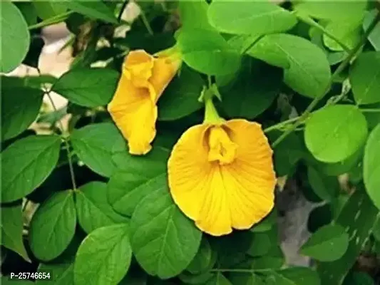 Aparajita/ Butterfly Pea Plant-thumb0