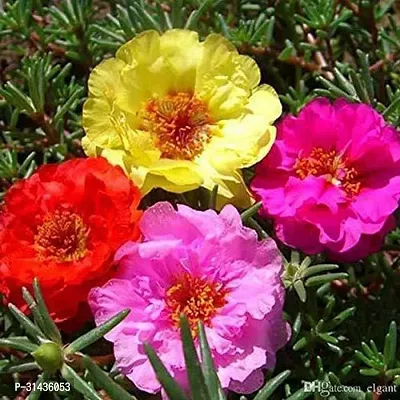 Natural Portulaca Plant