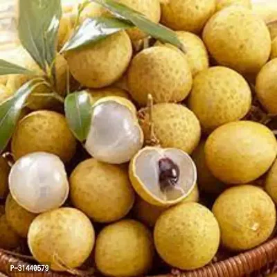 Natural Litchi Plant