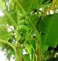 Natural Banana Plant-thumb2