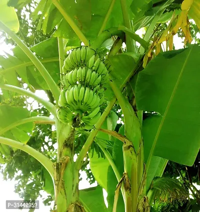 Natural Banana Plant-thumb3