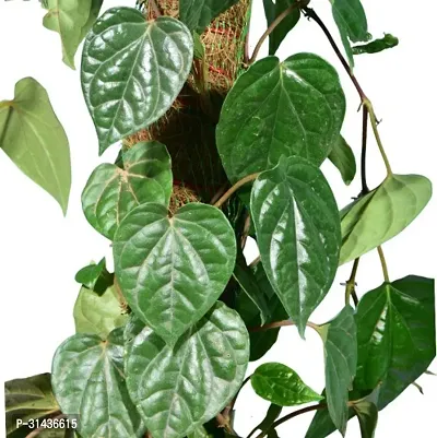 Natural Betal Leaf Plant